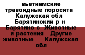 вьетнамские травоядные поросята - Калужская обл., Барятинский р-н, Барятино с. Животные и растения » Другие животные   . Калужская обл.